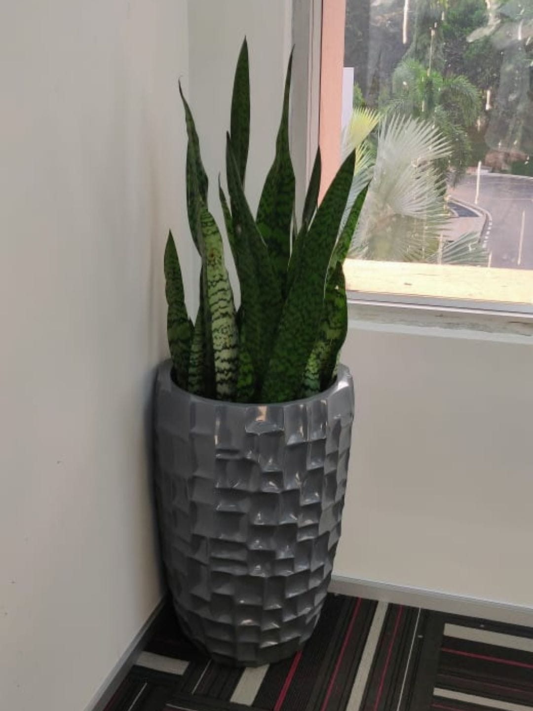 6